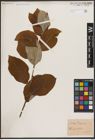 Foto von Salix caprea L.